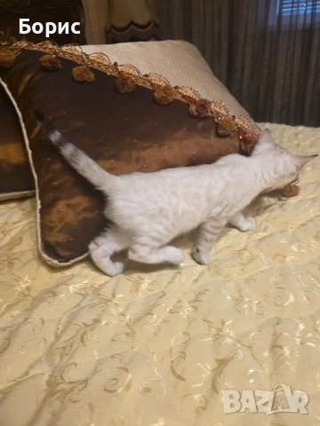 Бенгалски котета, снимка 7 - Бенгалски - 35882650