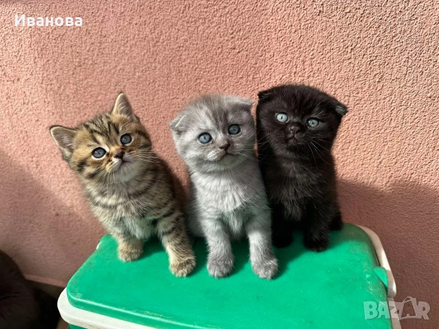 Британска късокосместа и шотландска клепоуха котка, снимка 9 - Британска късокосместа - 54530687