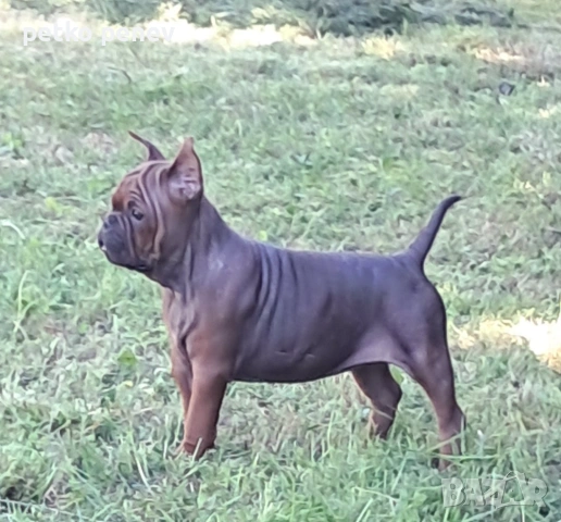 Chongqing Dog китайски булдог 