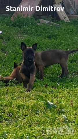 Белгийски овчарки / Малиноа, снимка 3 - Белгийска овчарка - 54457350