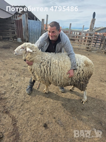 Продавам три коча, снимка 2 - Овце - 54483791