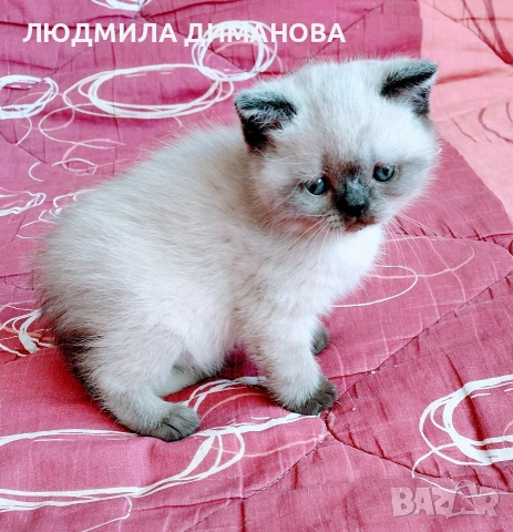 Шотландско мъжко Скоттиш Страйт , снимка 2 - Британска късокосместа - 54371287