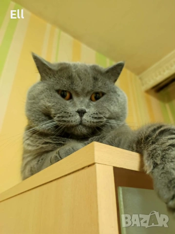 Британски котета, снимка 7 - Британска късокосместа - 54913462