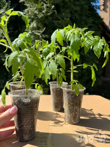 Пикиран разсад•Домати/Краставици 