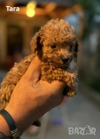 мъжки пудел той, снимка 4 - Пудели - 54022835