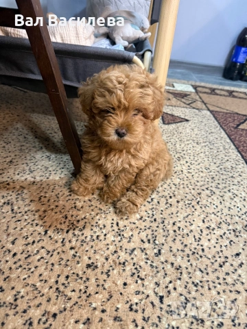 Той пудел / Toy poodle