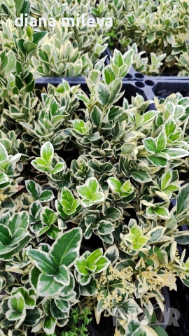 Евонимус Браво, Euonymus japonicus Bravo, снимка 14 - Градински цветя и растения - 54457987