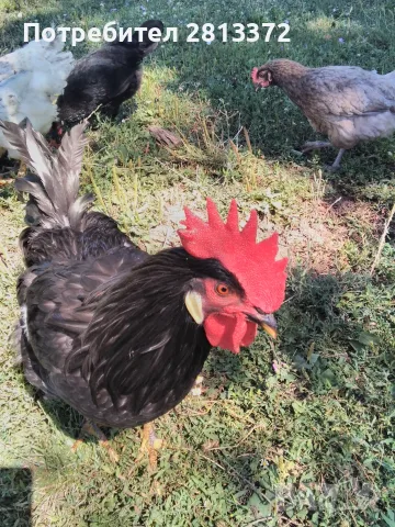 Петли Петел Черен Легхорн Leghorn, снимка 4 - други­ - 55251872