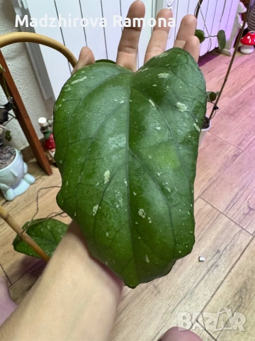 Hoya Хоя Elephant , снимка 4 - Стайни растения - 54920383