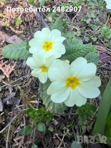 Градинска иглика - корен, снимка 7 - Разсади - 54116333