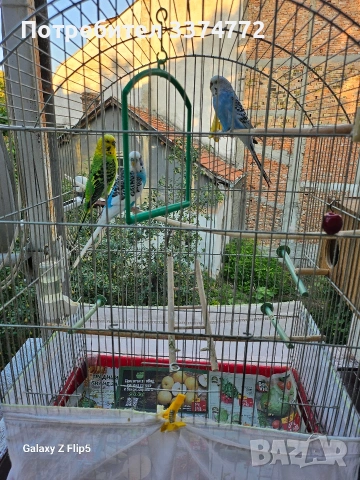Вълнисти папагали, снимка 3 - Папагали - 54860985