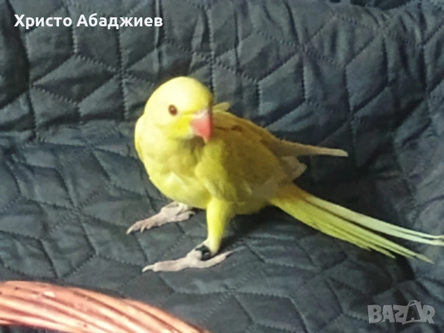 ръчни неразделки и малки александри, снимка 4 - Папагали - 50866658