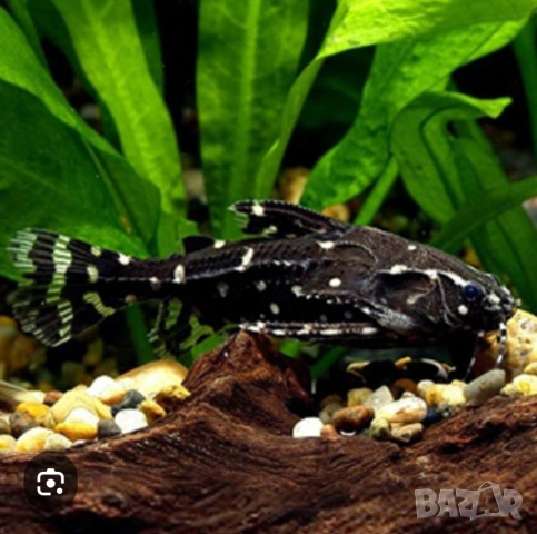 Продавам два сома Агамикс, снимка 2 - Рибки - 54220624