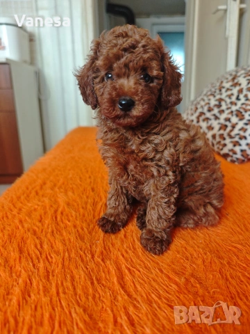 Пуделчета 💙💙🥰🥰🐩, снимка 3 - Пудели - 55269136