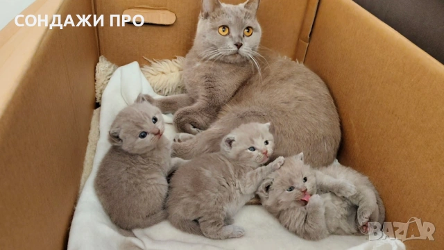 Британско / Шотланскo Клепоухo късокосместо коте - женско / мъжко, снимка 6 - Британска късокосместа - 54478984