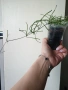 Хоя, hoya Retusa, снимка 4