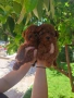 Пудел Той/Poodle Toy, снимка 8