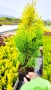 Туя Златен Смарагд, Thuja Occidentalis Golden Smaragd, студоустойчива!!, снимка 5
