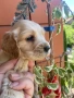 Кокер шпаньоли момче , снимка 2