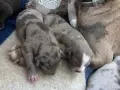 American BullyXL кученца , снимка 2