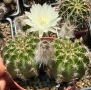 Кактус Echinopsis Hybrid цвят кремаво бяло цъфтящи растения, снимка 5