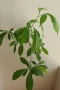 Африкански Баобаб, Боабаб, Adansonia digitata, 3-год. семенна фиданка, снимка 3