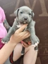 Американско Були Хл American bully Xl ABKC , снимка 10