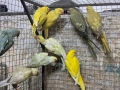 продавам малки александри, снимка 2