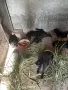 продавам зайци на 3 месеца, снимка 1