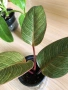 Philodendron Pink Birkin , снимка 1