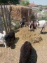 Продавам овце кози, снимка 5