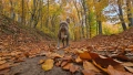 Френски булдог за разплод , снимка 2