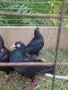 продавам 2 чифта софийски черни донеци, снимка 3