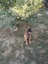 малиноа на 3 месеца, снимка 4