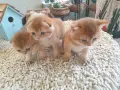Шотландски Златни чинчили, снимка 3