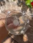 Кристални чаши  за ликьор от серията “Can-Can” Schott-Zwiesel Германия , снимка 5