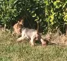 Свободно женско йорки, снимка 11