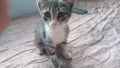 Подарявам добри котета,на добри хора., снимка 5