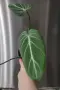 Филодендрон 'Глориозум Зебра' / Philodendron gloriosum zebra, снимка 3