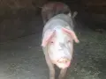🐷 Продавам бели прасета (прасенца) 🐖 гр. Кнежа - 1 свободно, снимка 3