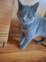 Синя британска късокосместа котка, снимка 1