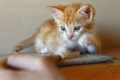 Малки котенца търсят дом, снимка 3