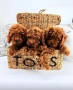Той Пудел/ Toy Poodle , снимка 1