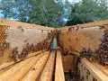 Полифлорен мед букет от семейния пчелин, снимка 2