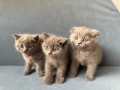 Шотландски клепоухи, снимка 6