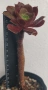 Еониум (Aeonium sp.), сукулентно растение, снимка 1