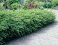 Лоницера, Lonicera nitida Elegant, снимка 1