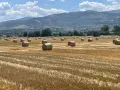 слама ечемяна овес ролонни бали, снимка 3