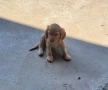 Кокер Шпаньол , снимка 5