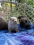 Чау - Чау  💙🐾🐶 Най-пухкавите Чау Чау бебета очакват своите нови семейства , Много скоро 🎉🪭❤️✨🐾🥰🐩➡️⤵️, снимка 7